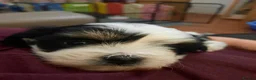 Mixed Breed dogs for sale: Lhasa Apso x Maltese puppies known as Kyi-Leos - Advert 18