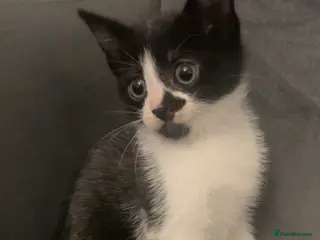 Mixed Breed cats Last kitten grey, black and white boy - Advert 1
