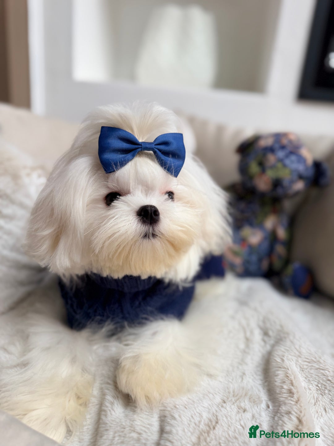 Maltese dogs for sale: Beautiful 6 month old Maltese Puppy Ready Now - Advert 22