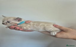 Bengal cats for sale: TICA large/clouded rosettes snow bengal kittens  - Image 23