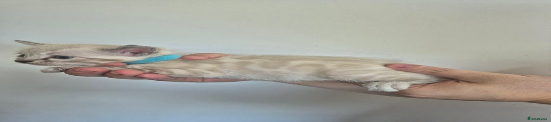 Silver Charcoal Seal mink boy (blue)