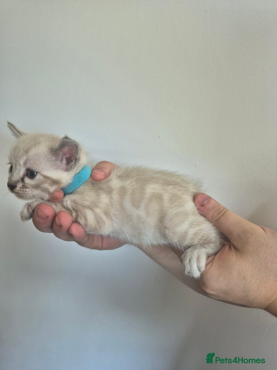 Bengal cats for sale: TICA large/clouded rosettes snow bengal kittens  - Image 23
