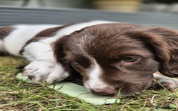English Springer Spaniel dogs for sale: KC Reg. READY NOW. English Springer Spaniel 8 WKS - Image 34
