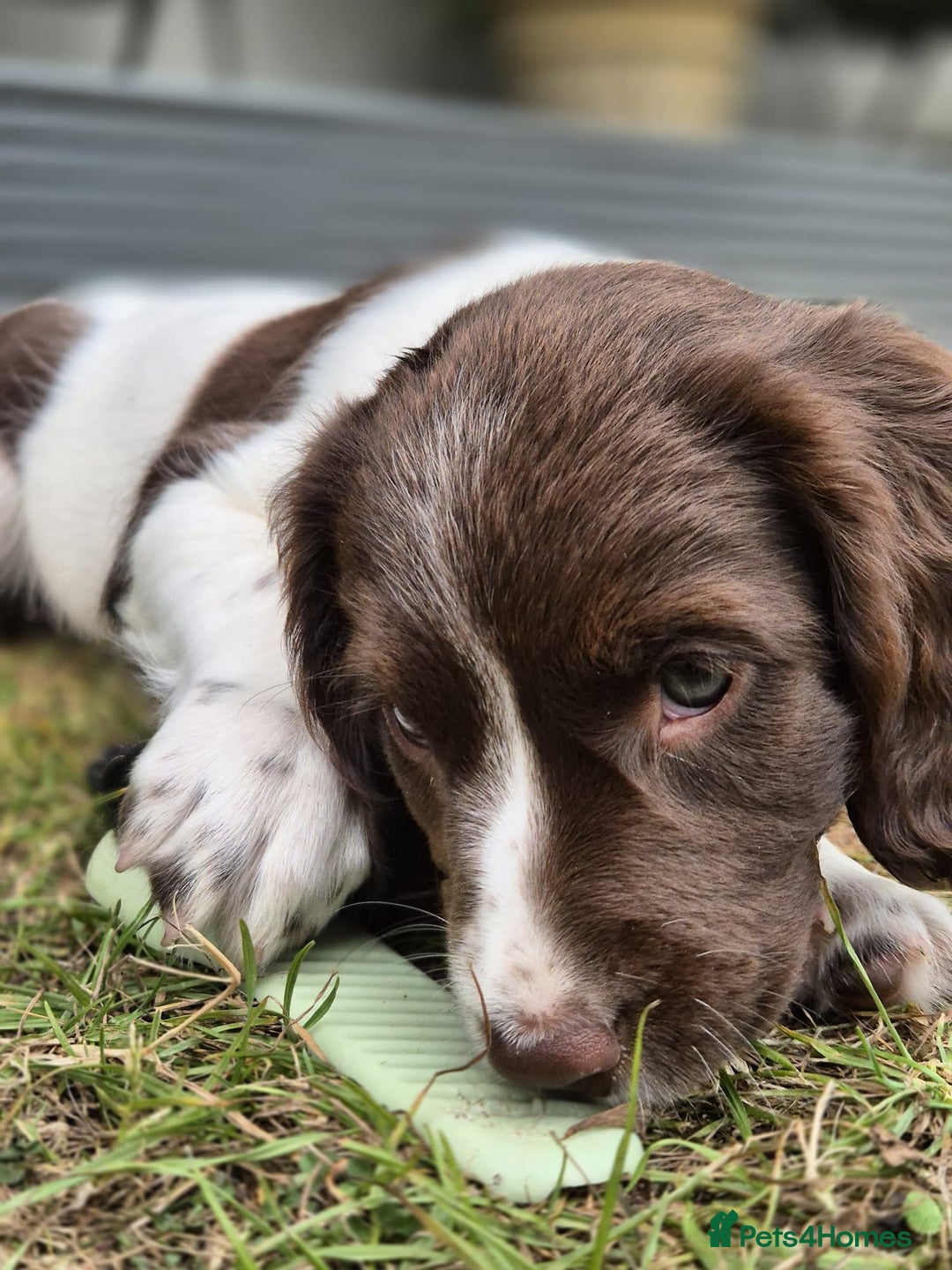 English Springer Spaniel dogs for sale: KC Reg. READY NOW. English Springer Spaniel 8 WKS - Image 34