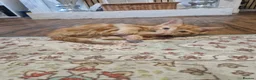 Domestic Shorthair cats for sale: Kittens for sale  - Advert 19