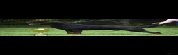 Rottweiler dogs for sale: 2 amazing KC registered rottweiler puppies left - Advert 3