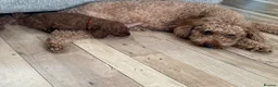 Cavapoo dogs for sale: F1b Cavapoo - Advert 11