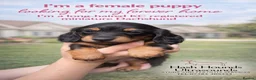 Miniature Dachshund dogs for sale: KC registered long haired miniature dachshund  - Advert 1