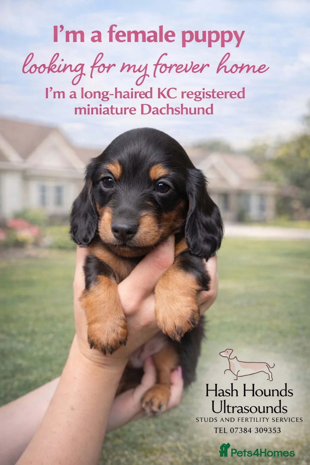 Miniature Dachshund dogs for sale: KC registered long haired miniature dachshund  - Advert 1