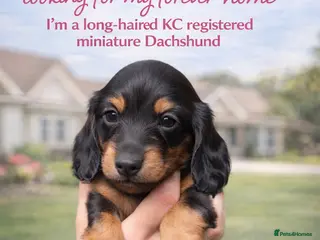 Miniature Dachshund dogs KC registered long haired miniature dachshund - Advert 19