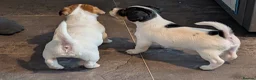 Jack Russell dogs for sale: Beautiful Jack Russell pups - Advert 6