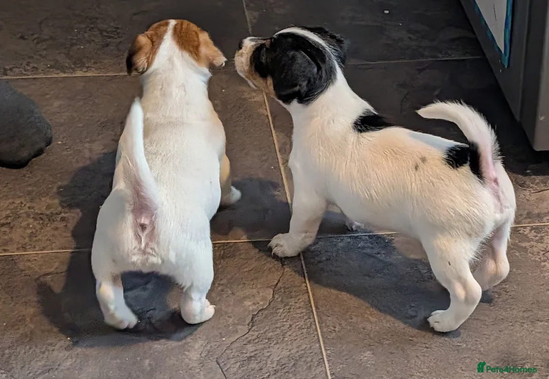 Jack Russell dogs for sale: Beautiful Jack Russell pups - Advert 6