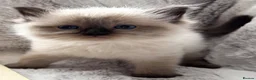 Ragdoll cats for sale: ❤️ Exceptional Lilac & Seal Point Ragdoll Kittens - Advert 12