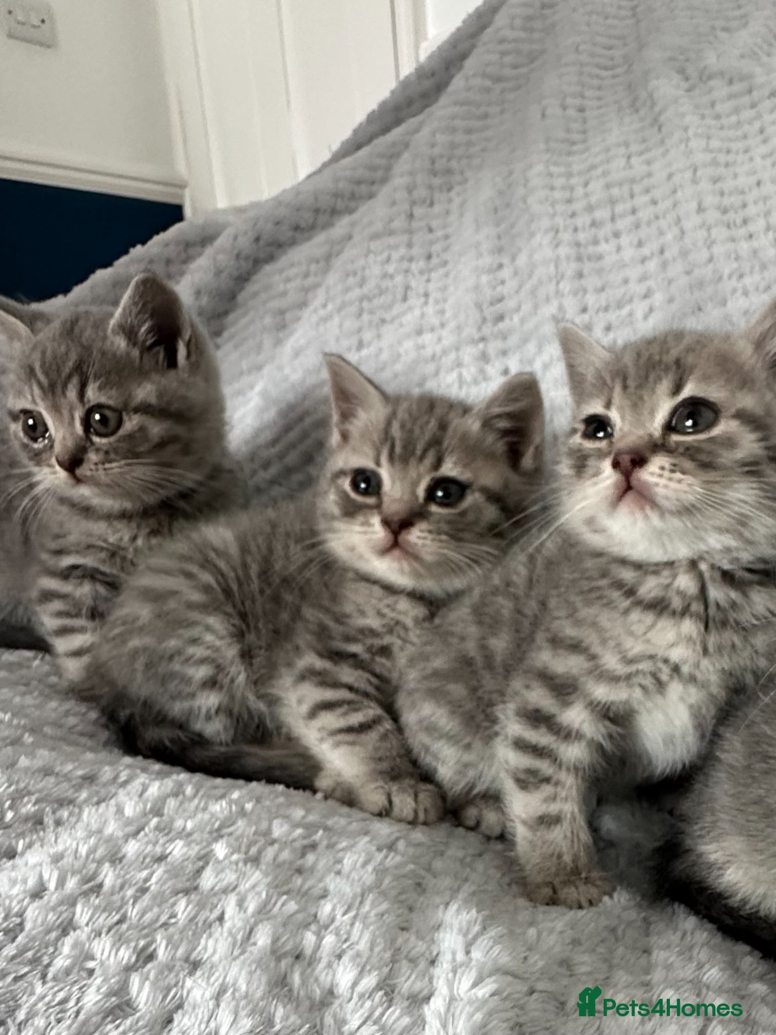 British Shorthair cats Beautiful BSH Grey Stripe Purebread Kittens - Advert 1