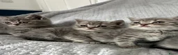 British Shorthair cats for sale: BSH Girl & Boy Beautiful Grey Stripe Kittens - Advert 10
