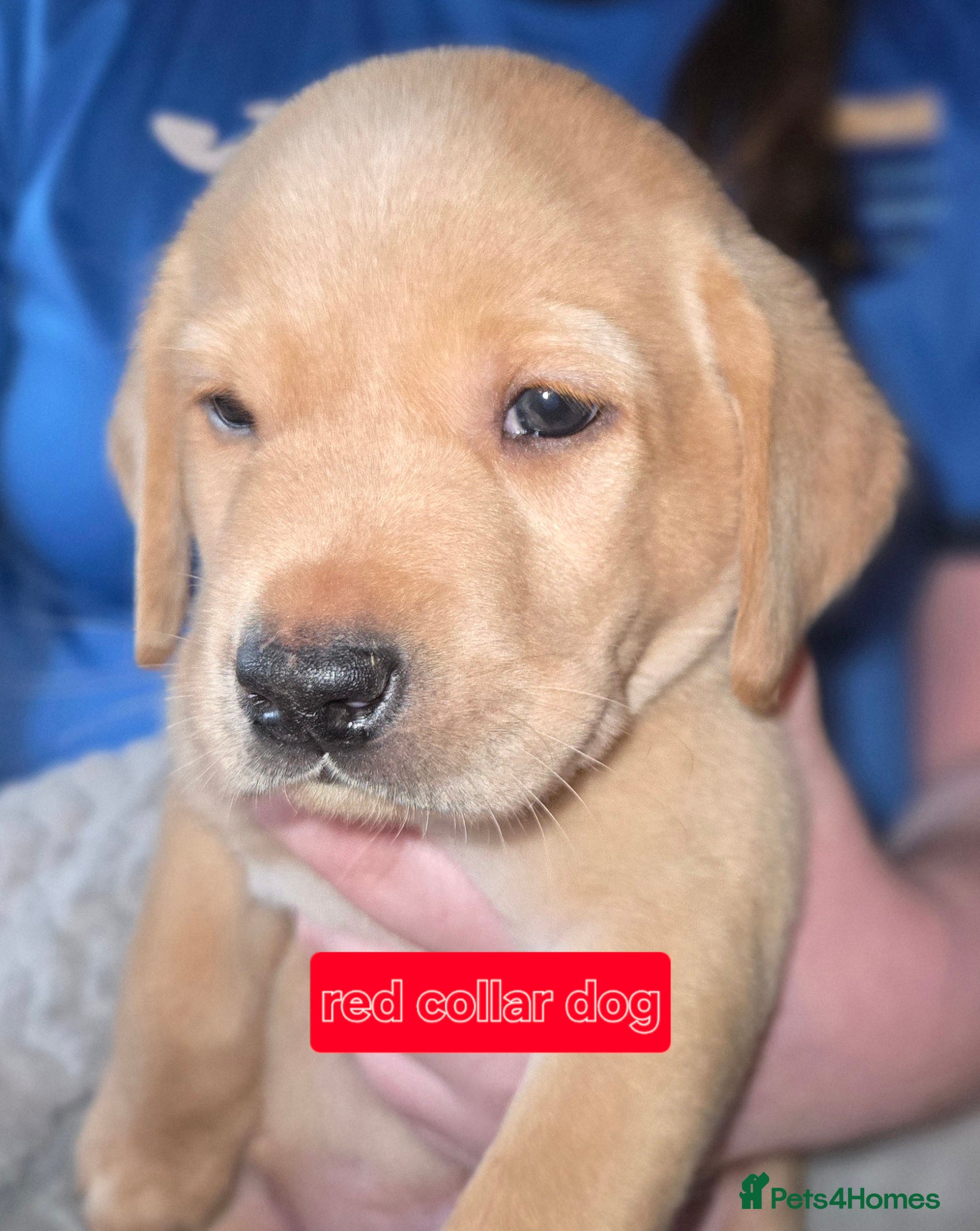 Labrador Retriever dogs  ✨ Exceptional Labrador Retriever Puppies  ✨ - Advert 16