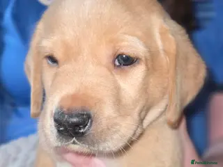 Labrador Retriever dogs ✨ Exceptional Labrador Retriever Puppies ✨ - Advert 6