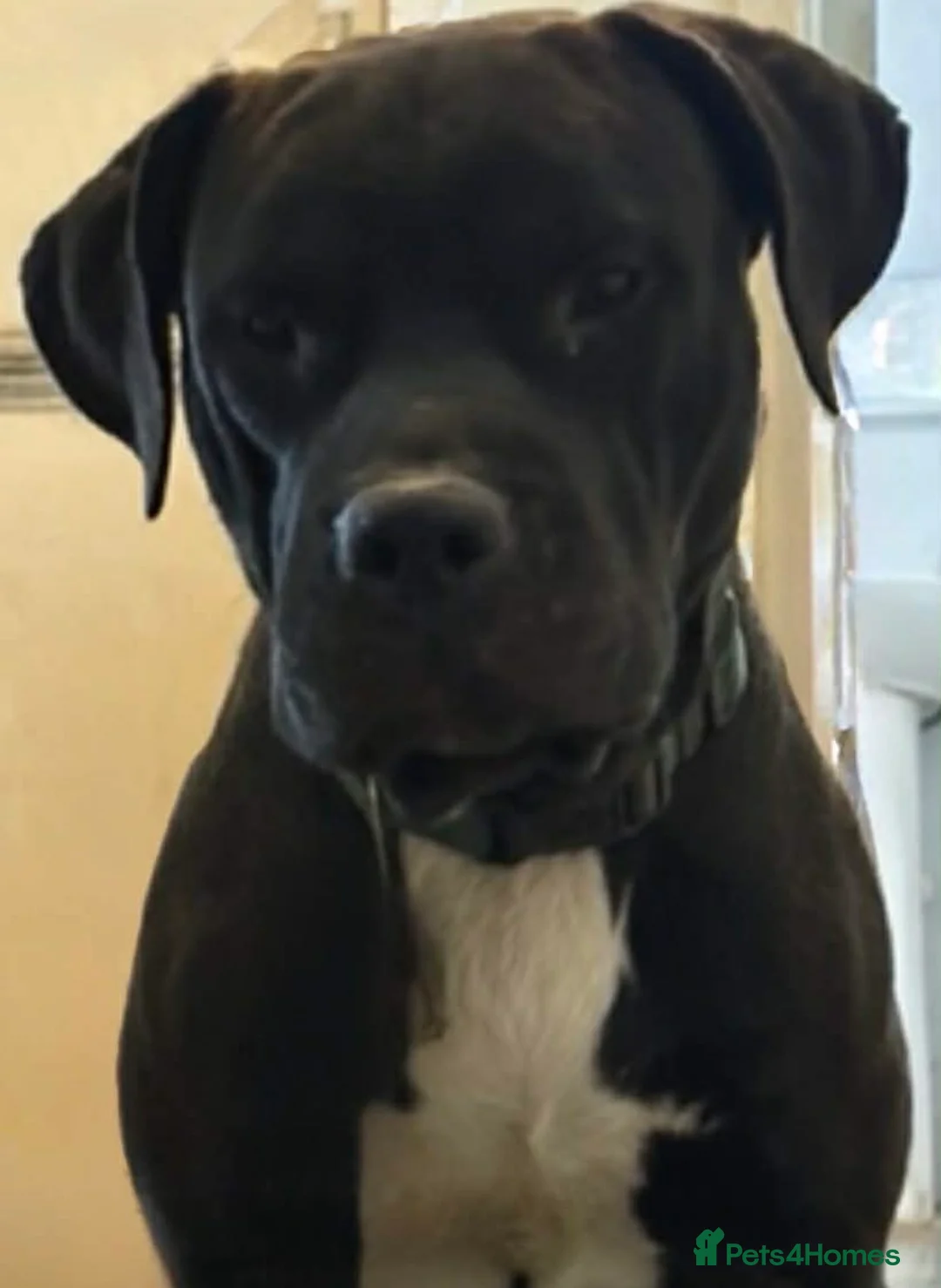 Mixed Breed dogs for sale: Staffy for rehoming  - Advert 1