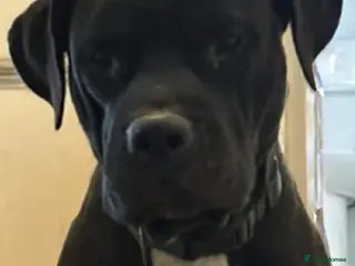 Mixed Breed dogs Staffy for rehoming - Advert 12