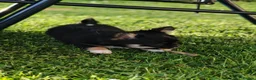 Chihuahua dogs for sale: Stunning apple dome head long coat black tri boy  in Dronfield - Advert 3