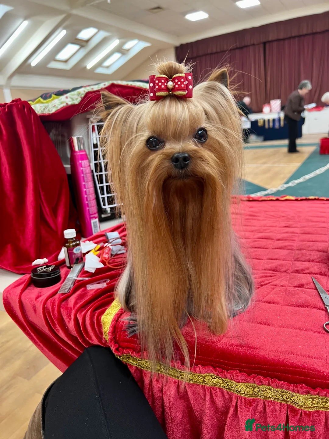 Yorkshire Terrier dogs for stud: Super small Yorkie with short muzzle DNA tested in Sheffield - Advert 9