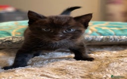 Mixed Breed cats for sale: Little kittens for sale - Image 5