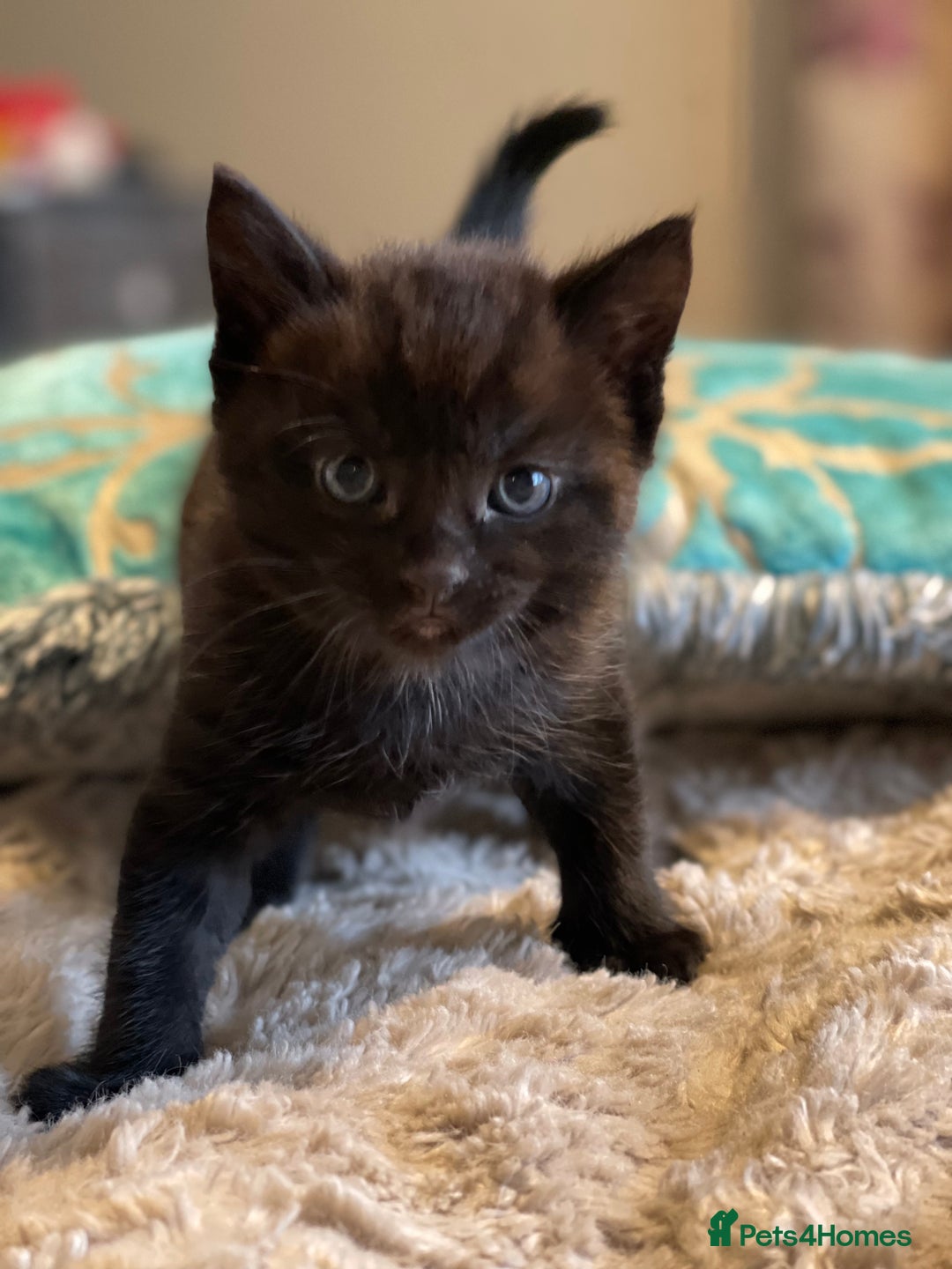 Mixed Breed cats for sale: Little kittens for sale - Image 5