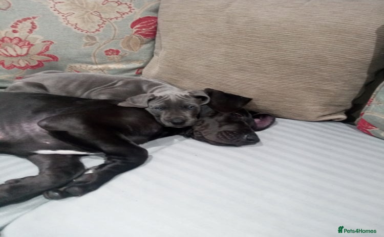 Great Dane dogs - Advert 10