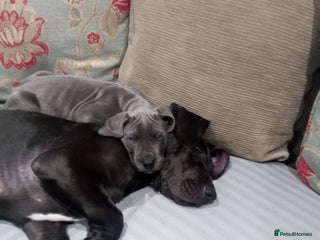 Great Dane dogs - Advert 3