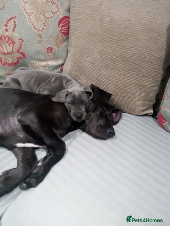 Great Dane dogs - Advert 16