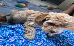 Cavapoo dogs for sale: * Cavapoo Boys available * - Image 14
