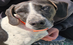 Pointer dogs for adoption: Hera- your new best friend <3 - Advert 2