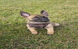 Mixed Breed dogs for sale: Male mali x GSD - Image 4