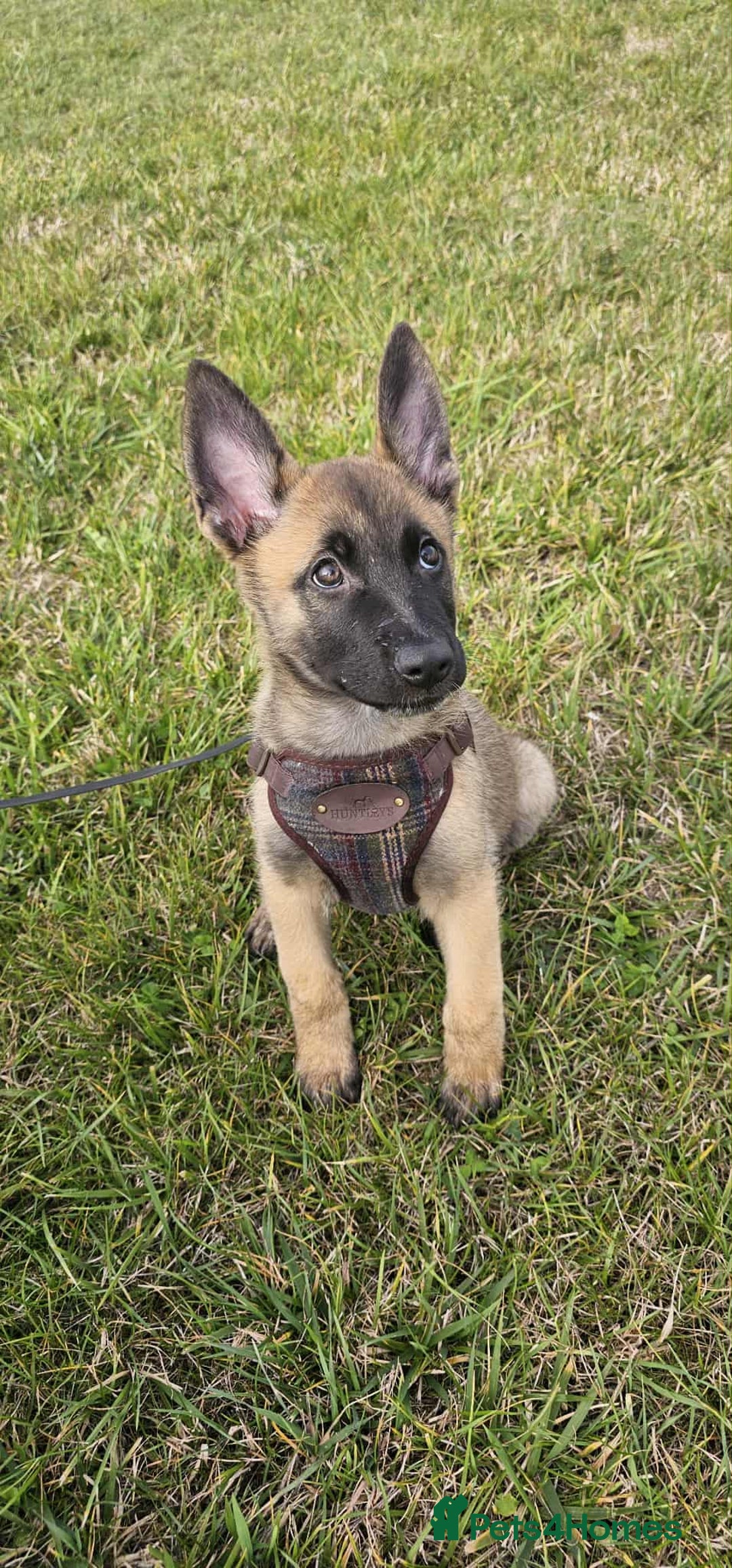 Mixed Breed dogs for sale: Male mali x GSD - Image 4