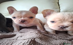 French Bulldog dogs for sale: French bulldog pups - Image 6