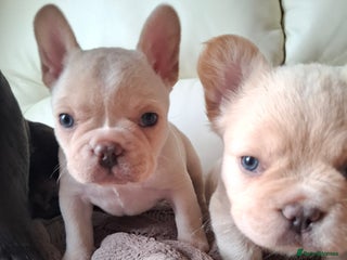 French Bulldog dogs - Advert 26