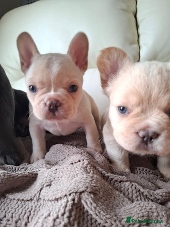 French Bulldog dogs - Advert 2