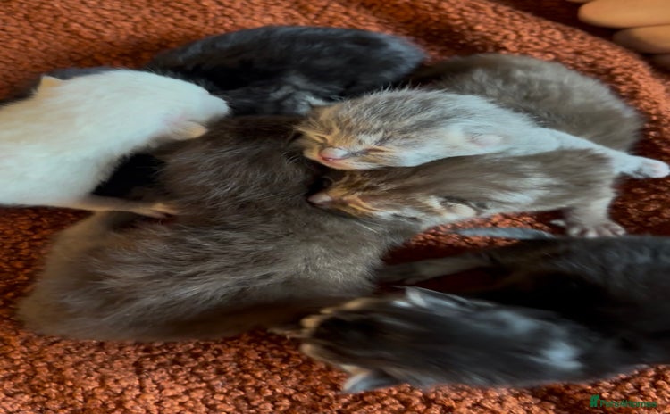 Persian cats - Advert 3
