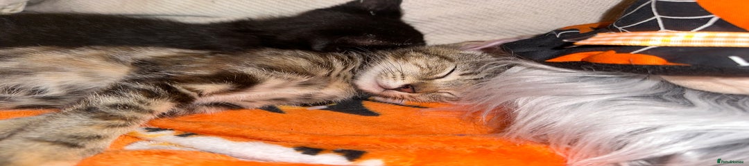 Mixed Breed Kitten 1