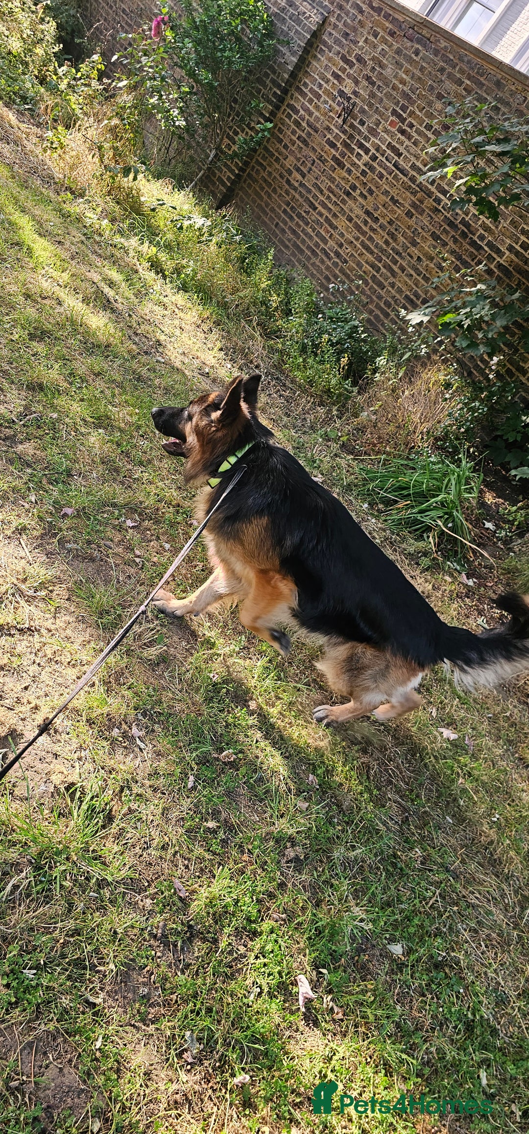 German Longhaired Pointer dogs for stud: Long haired German Shepherd,  GSD for stud in Chatham - Advert 6