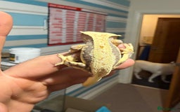 Gecko reptiles for sale: Lilywhite Crested Geckos  - Image 14