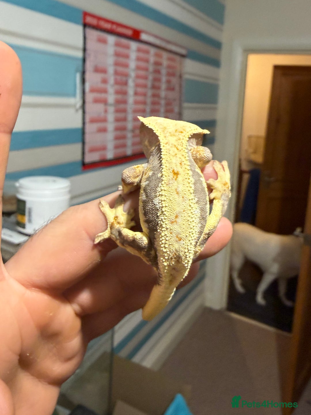 Gecko reptiles for sale: Lilywhite Crested Geckos  - Image 14