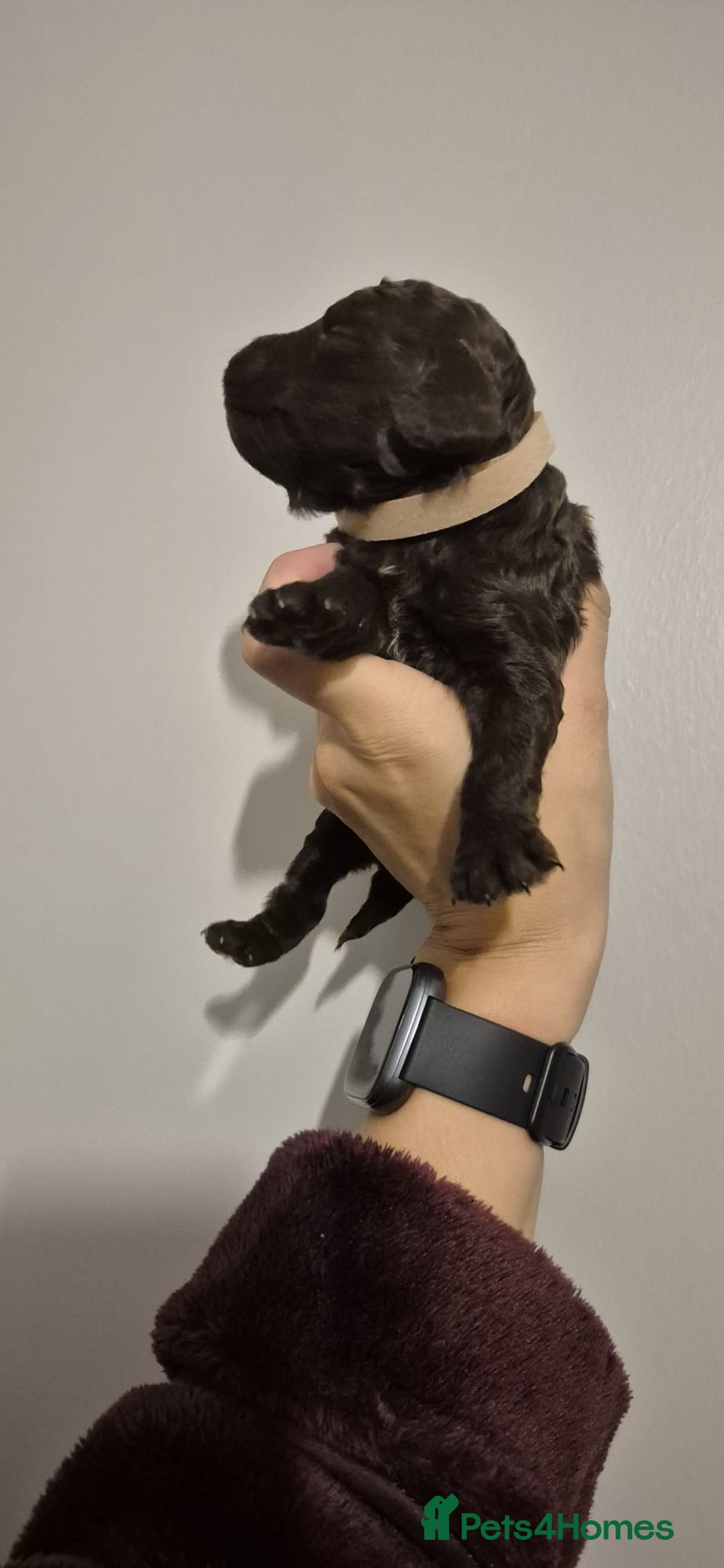 Cockapoo dogs for sale: ✨ Beautiful Cockapoo Puppies –  1 Boy & 4 Girls✨ - Advert 13