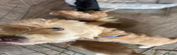 Jackapoo dogs for sale: 🐾 6 Beautiful Jackapoo Puppies 🐾  - Advert 14