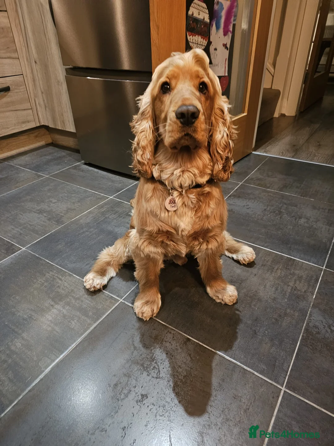 Cocker Spaniel dogs for sale: 5* Show Type Cocker Spaniels Villaspaniol Lines - Advert 23