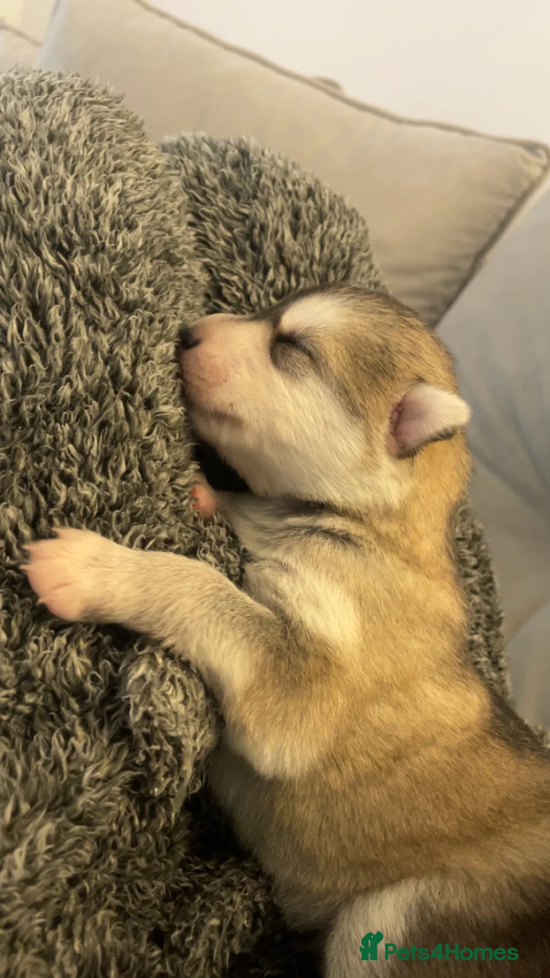 Siberian Husky dogs for sale: Husky pups - Advert 20
