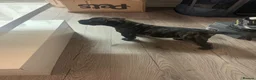 Presa Canario dogs for sale: Presa Canario  - Advert 3