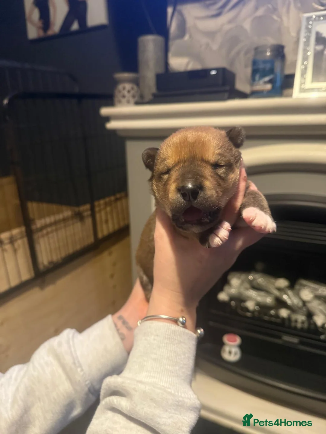 Mixed Breed dogs for sale: Doberman x American akita - Advert 7