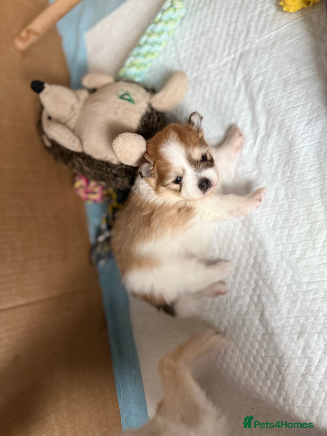 Pomchi dogs for sale: 3/4 Pom 1/4 chi Pomchi F1BB - Advert 16