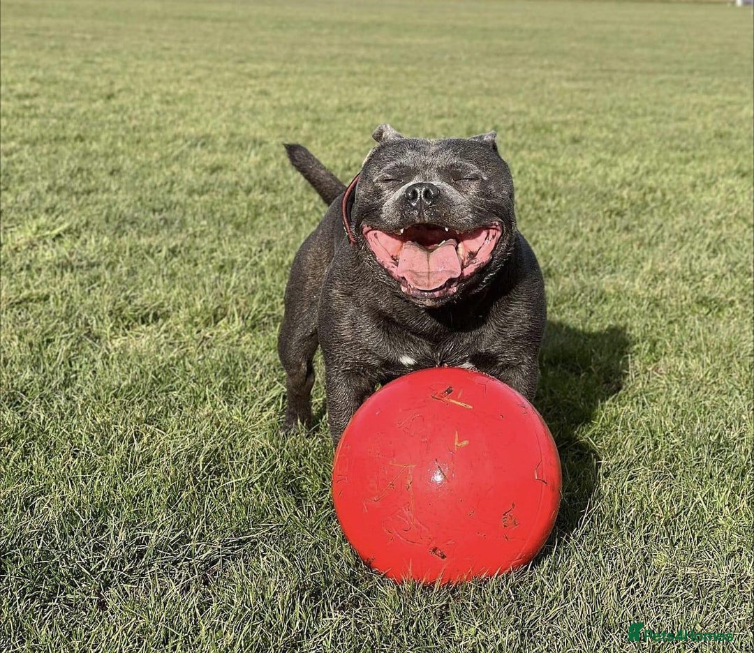 Staffordshire Bull Terrier dogs for sale: Staffordshire Bull Terrier Pups KC REGISTERED  - Image 17